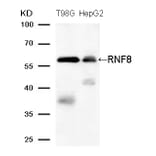 Western blot - RNF8 (Ab-137) Antibody from Signalway Antibody (21699) - Antibodies.com