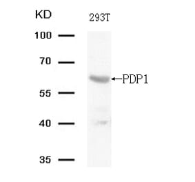 Western blot - PDP1 (Ab-381) Antibody from Signalway Antibody (21703) - Antibodies.com