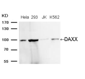 Western blot - DAXX (Ab-739) Antibody from Signalway Antibody (21706) - Antibodies.com