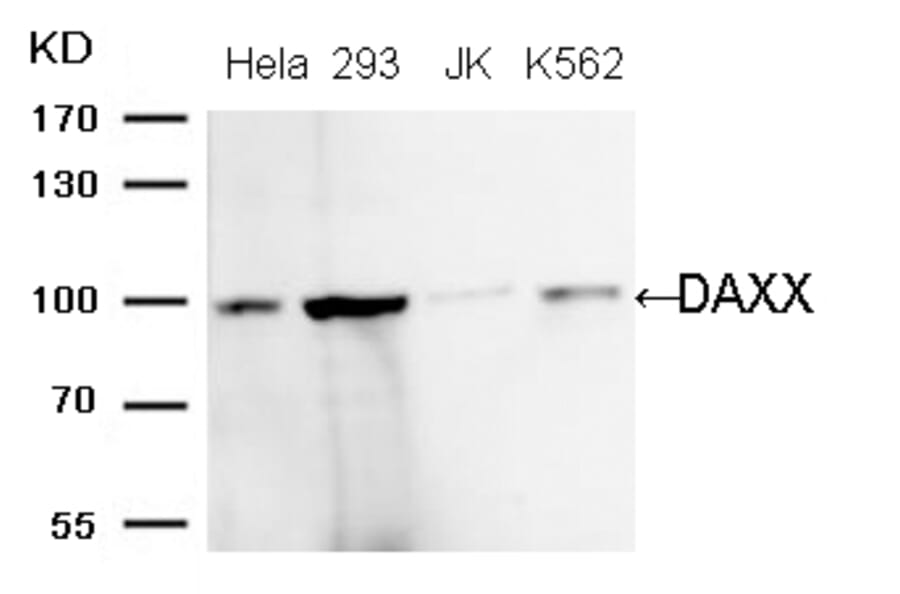 Western blot - DAXX (Ab-739) Antibody from Signalway Antibody (21706) - Antibodies.com