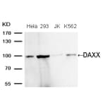 Western blot - DAXX (Ab-739) Antibody from Signalway Antibody (21706) - Antibodies.com