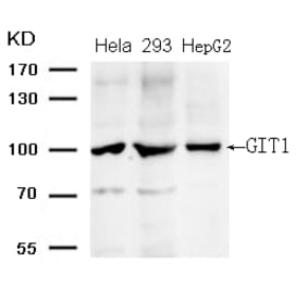 Western blot - GIT1 (Ab-383) Antibody from Signalway Antibody (21707) - Antibodies.com