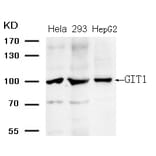 Western blot - GIT1 (Ab-383) Antibody from Signalway Antibody (21707) - Antibodies.com