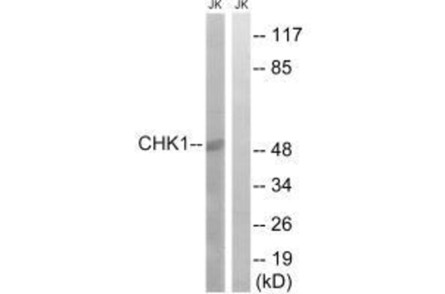 Western blot - Chk1 (Ab-280) Antibody from Signalway Antibody (33185) - Antibodies.com