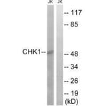 Western blot - Chk1 (Ab-280) Antibody from Signalway Antibody (33185) - Antibodies.com