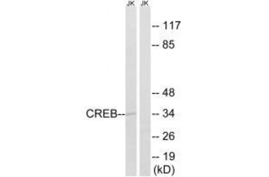 Western blot - CREB (Ab-100) Antibody from Signalway Antibody (33210) - Antibodies.com
