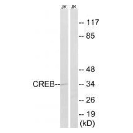 Western blot - CREB (Ab-100) Antibody from Signalway Antibody (33210) - Antibodies.com