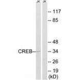 Western blot - CREB (Ab-100) Antibody from Signalway Antibody (33210) - Antibodies.com