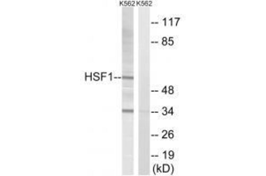 Western blot - HSF1 (Ab-142) Antibody from Signalway Antibody (33215) - Antibodies.com