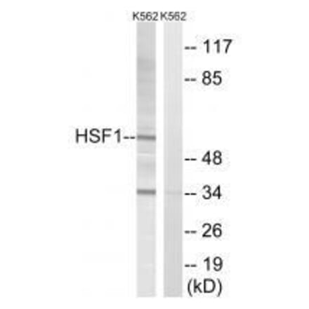 Western blot - HSF1 (Ab-142) Antibody from Signalway Antibody (33215) - Antibodies.com