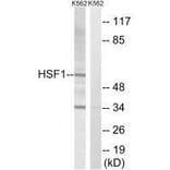 Western blot - HSF1 (Ab-142) Antibody from Signalway Antibody (33215) - Antibodies.com