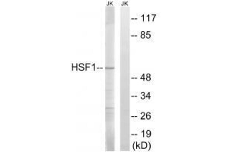 Western blot - HSF1 (Ab-121) Antibody from Signalway Antibody (33216) - Antibodies.com
