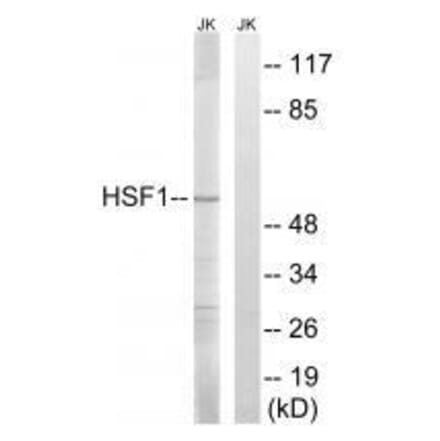 Western blot - HSF1 (Ab-121) Antibody from Signalway Antibody (33216) - Antibodies.com