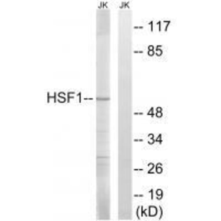 Western blot - HSF1 (Ab-121) Antibody from Signalway Antibody (33216) - Antibodies.com