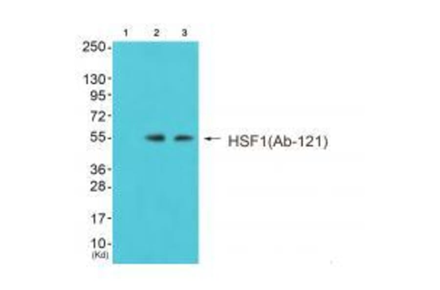 Western blot - HSF1 (Ab-121) Antibody from Signalway Antibody (33216) - Antibodies.com
