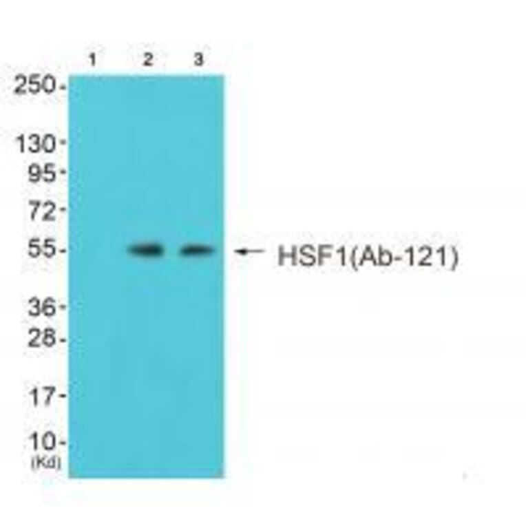 Western blot - HSF1 (Ab-121) Antibody from Signalway Antibody (33216) - Antibodies.com