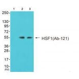 Western blot - HSF1 (Ab-121) Antibody from Signalway Antibody (33216) - Antibodies.com