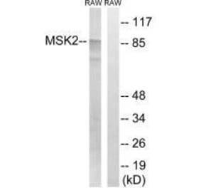 Western blot - MSK2 (Ab-568) Antibody from Signalway Antibody (33239) - Antibodies.com