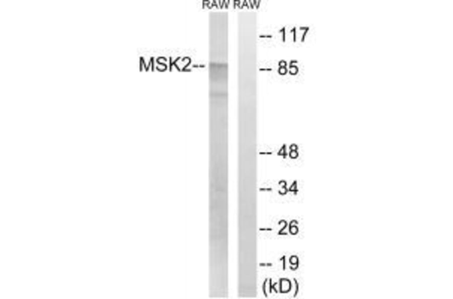Western blot - MSK2 (Ab-568) Antibody from Signalway Antibody (33239) - Antibodies.com