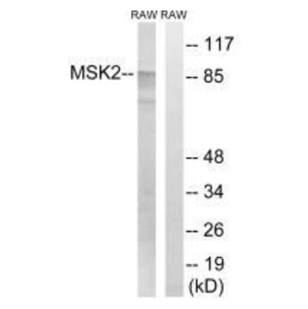 Western blot - MSK2 (Ab-568) Antibody from Signalway Antibody (33239) - Antibodies.com