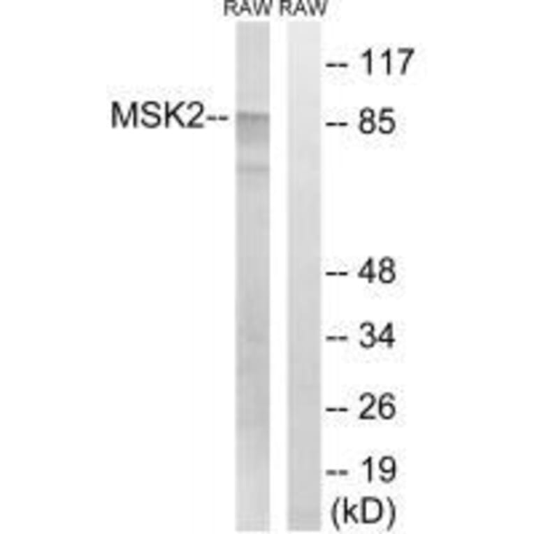 Western blot - MSK2 (Ab-568) Antibody from Signalway Antibody (33239) - Antibodies.com