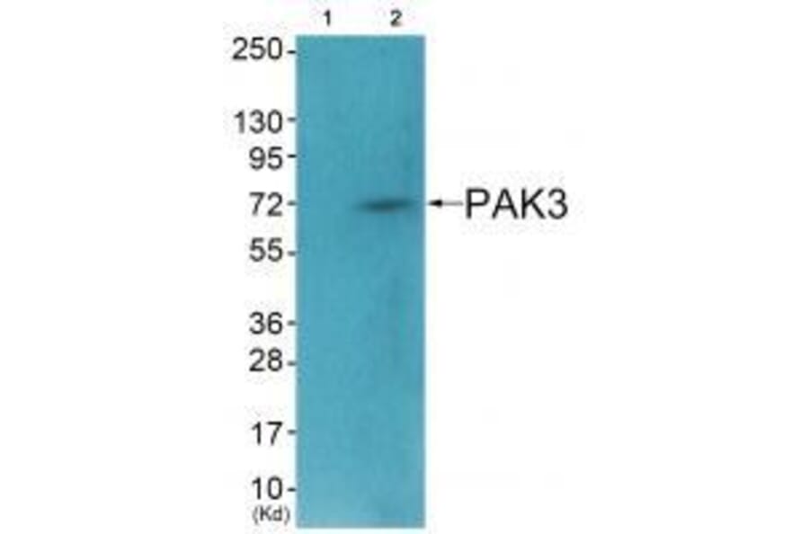 Western blot - PAK3 (Ab-154) Antibody from Signalway Antibody (33245) - Antibodies.com