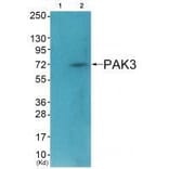 Western blot - PAK3 (Ab-154) Antibody from Signalway Antibody (33245) - Antibodies.com