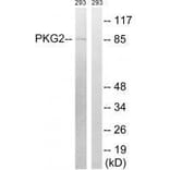 Western blot - PKG2 (Ab-126) Antibody from Signalway Antibody (33249) - Antibodies.com