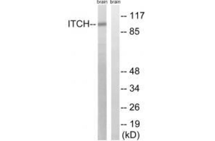 Western blot - ITCH (Ab-420) Antibody from Signalway Antibody (33266) - Antibodies.com