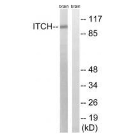 Western blot - ITCH (Ab-420) Antibody from Signalway Antibody (33266) - Antibodies.com