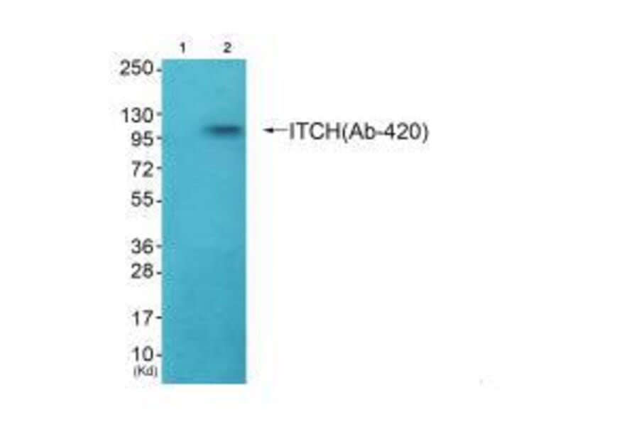 Western blot - ITCH (Ab-420) Antibody from Signalway Antibody (33266) - Antibodies.com