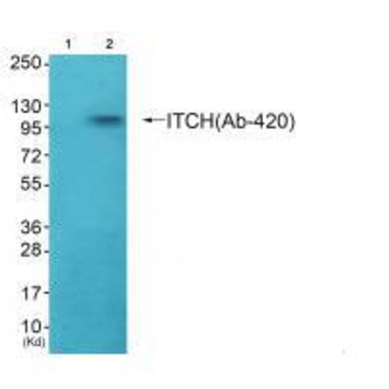 Western blot - ITCH (Ab-420) Antibody from Signalway Antibody (33266) - Antibodies.com