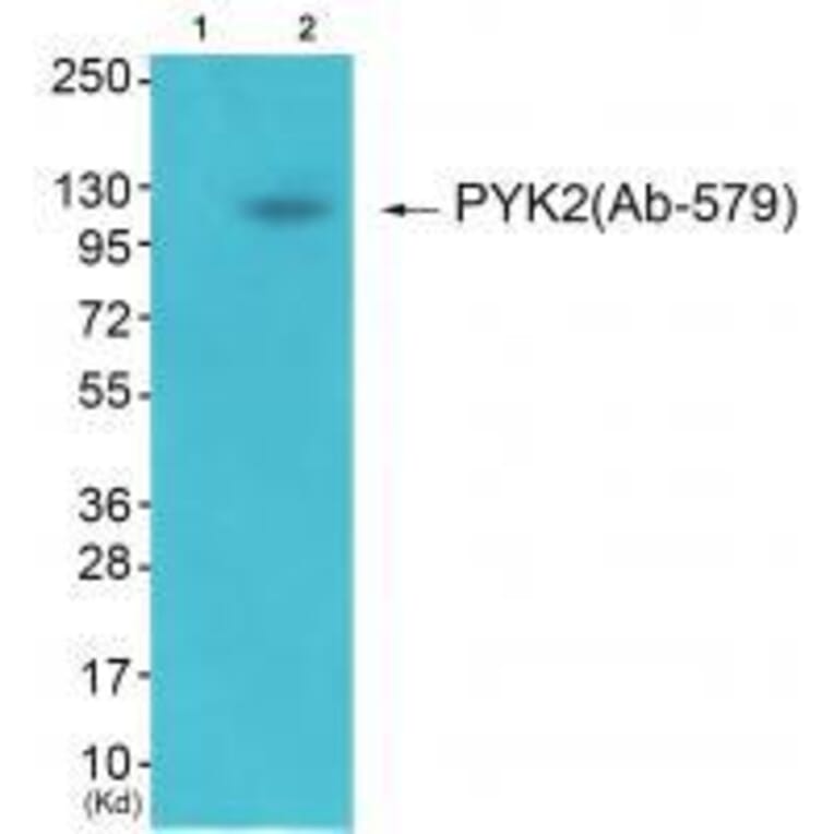 Western blot - PYK2 (Ab-579) Antibody from Signalway Antibody (33267) - Antibodies.com