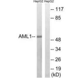 Western blot - AML1 (Ab-435) Antibody from Signalway Antibody (33271) - Antibodies.com