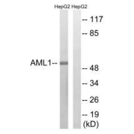 Western blot - AML1 (Ab-435) Antibody from Signalway Antibody (33271) - Antibodies.com