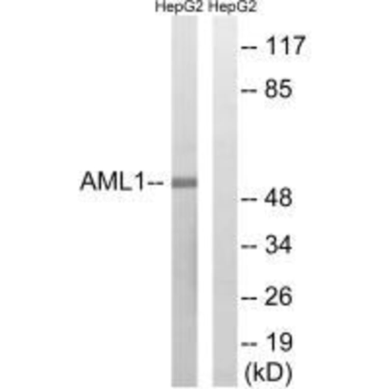 Western blot - AML1 (Ab-435) Antibody from Signalway Antibody (33271) - Antibodies.com