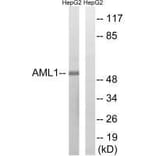 Western blot - AML1 (Ab-435) Antibody from Signalway Antibody (33271) - Antibodies.com