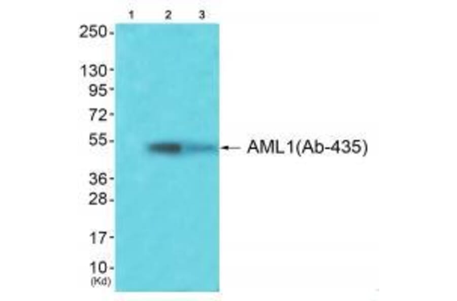 Western blot - AML1 (Ab-435) Antibody from Signalway Antibody (33271) - Antibodies.com