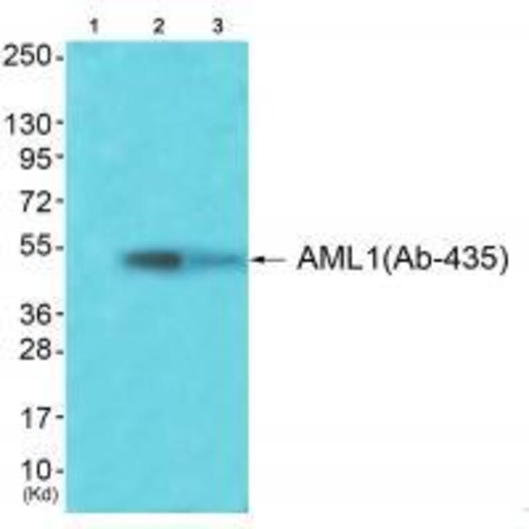 Western blot - AML1 (Ab-435) Antibody from Signalway Antibody (33271) - Antibodies.com