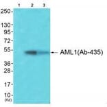 Western blot - AML1 (Ab-435) Antibody from Signalway Antibody (33271) - Antibodies.com