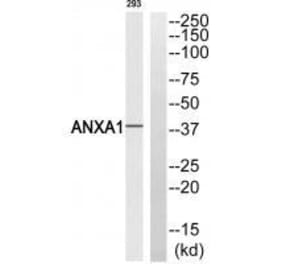 Western blot - ANXA1 (Ab-21) Antibody from Signalway Antibody (33272) - Antibodies.com