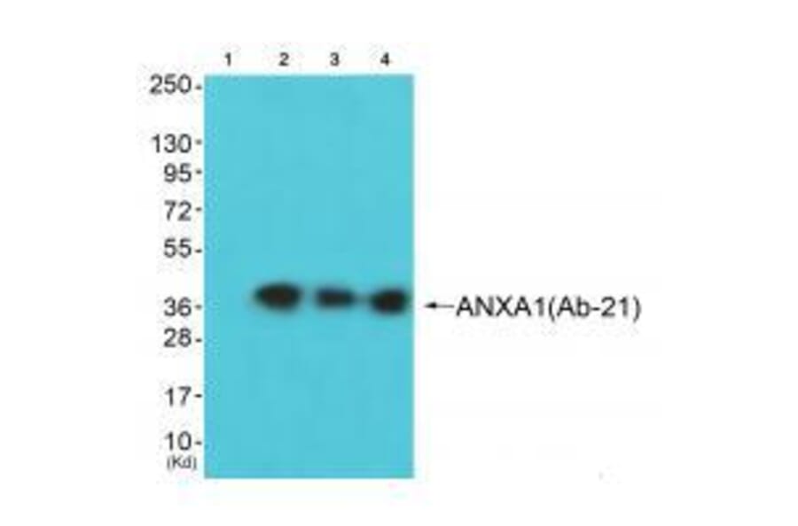 Western blot - ANXA1 (Ab-21) Antibody from Signalway Antibody (33272) - Antibodies.com