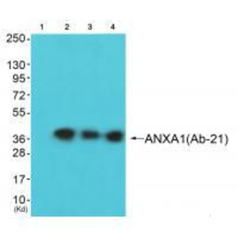 Western blot - ANXA1 (Ab-21) Antibody from Signalway Antibody (33272) - Antibodies.com