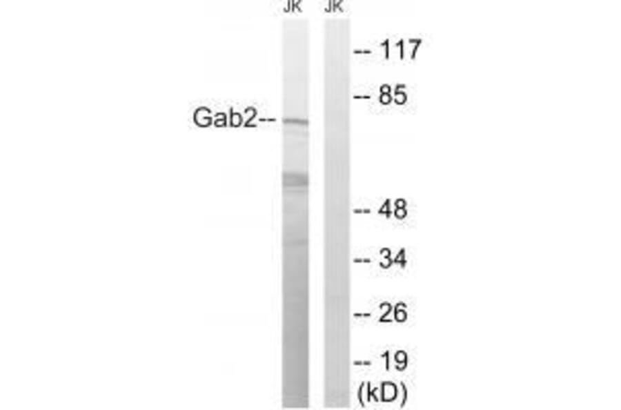 Western blot - Gab2 (Ab-623) Antibody from Signalway Antibody (33284) - Antibodies.com