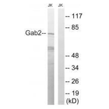 Western blot - Gab2 (Ab-623) Antibody from Signalway Antibody (33284) - Antibodies.com