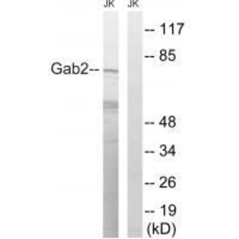 Western blot - Gab2 (Ab-623) Antibody from Signalway Antibody (33284) - Antibodies.com