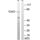 Western blot - Gab2 (Ab-623) Antibody from Signalway Antibody (33284) - Antibodies.com