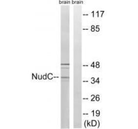 Western blot - NudC (Ab-326) Antibody from Signalway Antibody (33292) - Antibodies.com