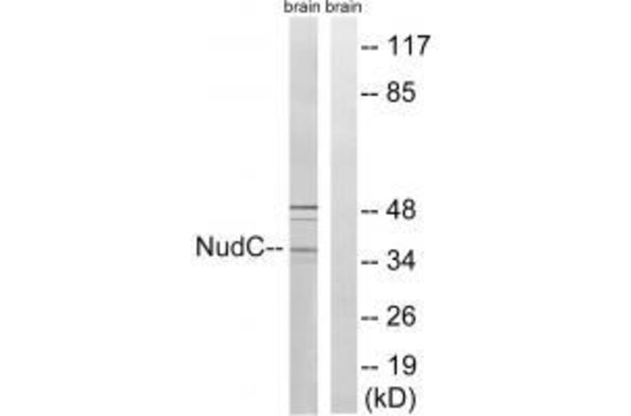 Western blot - NudC (Ab-326) Antibody from Signalway Antibody (33292) - Antibodies.com