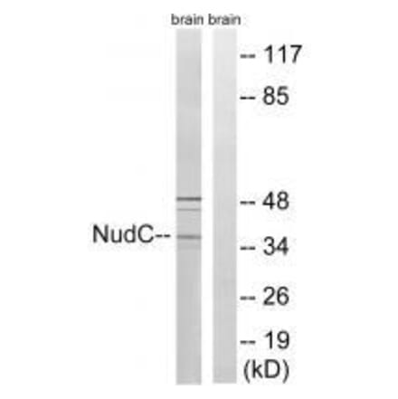 Western blot - NudC (Ab-326) Antibody from Signalway Antibody (33292) - Antibodies.com